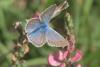 Polyommatus damon